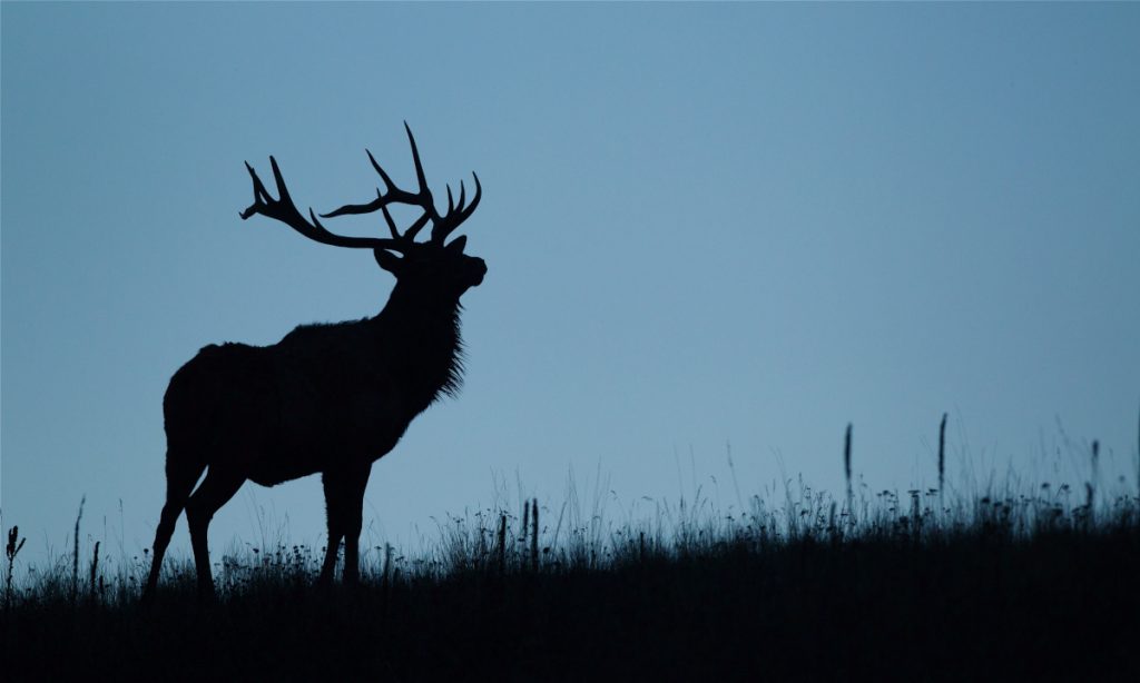 elk silhouette